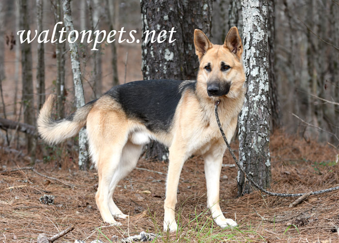 Male German Shepherd K9 Police Dog outside on leash Picture