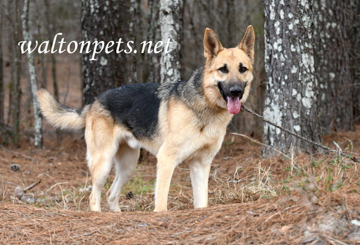 Male German Shepherd K9 Police Dog outside on leash Picture