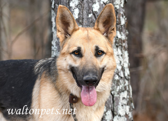 Male German Shepherd K9 Police Dog outside on leash Picture