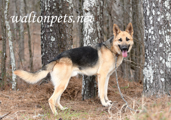 Male German Shepherd K9 Police Dog outside on leash Picture