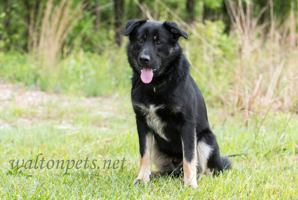 Australian Shepherd and Retriever mix breed dog Picture