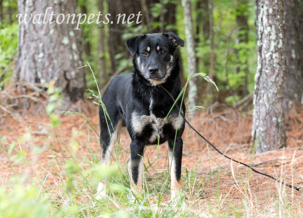 Australian Shepherd and Retriever mix breed dog Picture