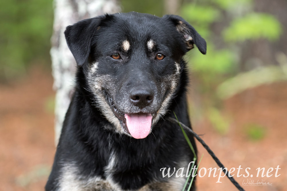 Australian Shepherd and Retriever mix breed dog Picture