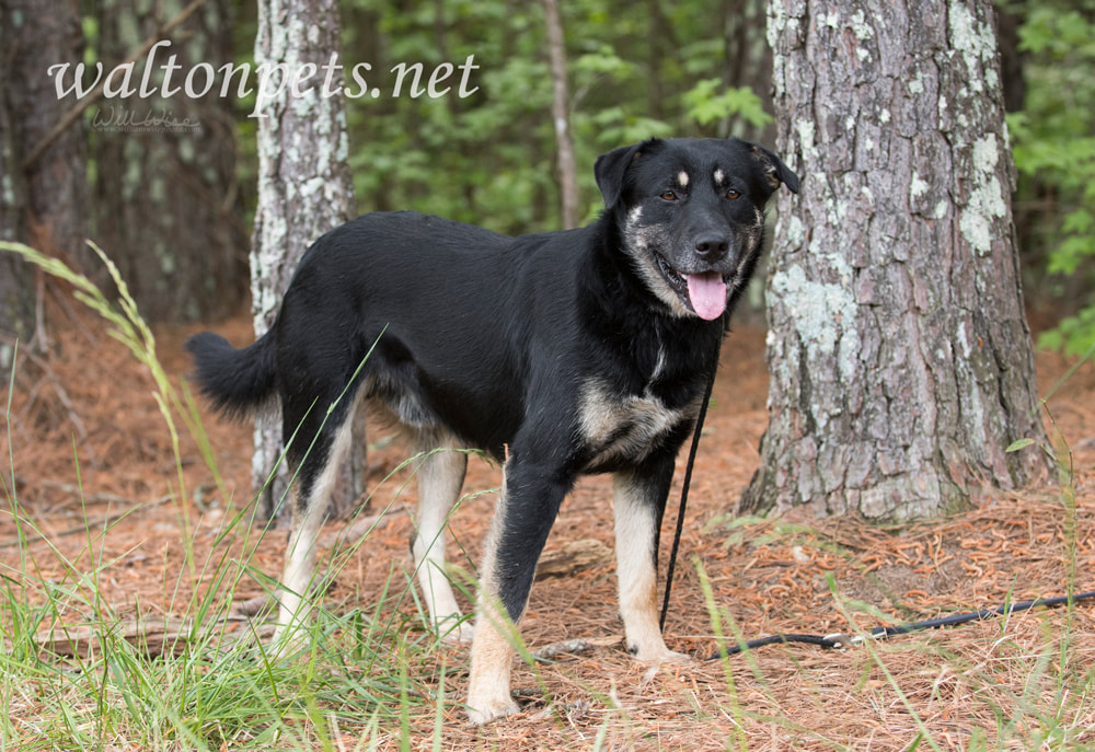 Australian Shepherd and Retriever mix breed dog Picture