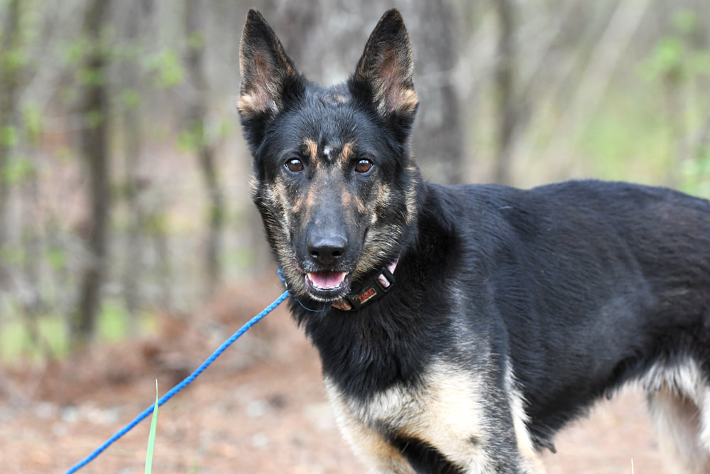 Female German Shepherd Dog outside on leash Picture