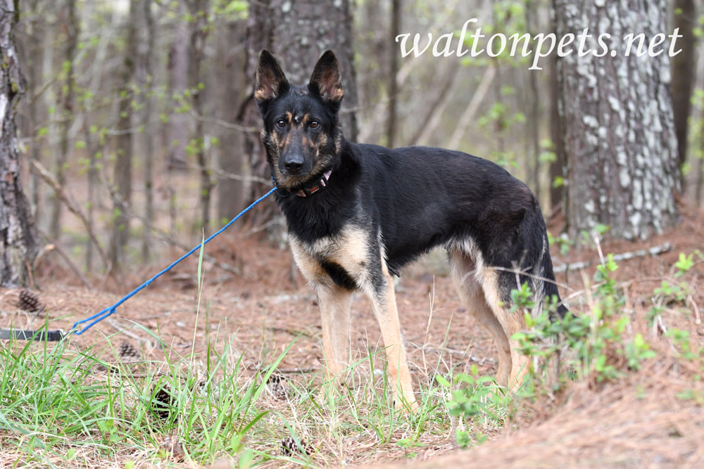 Female German Shepherd Dog outside on leash Picture