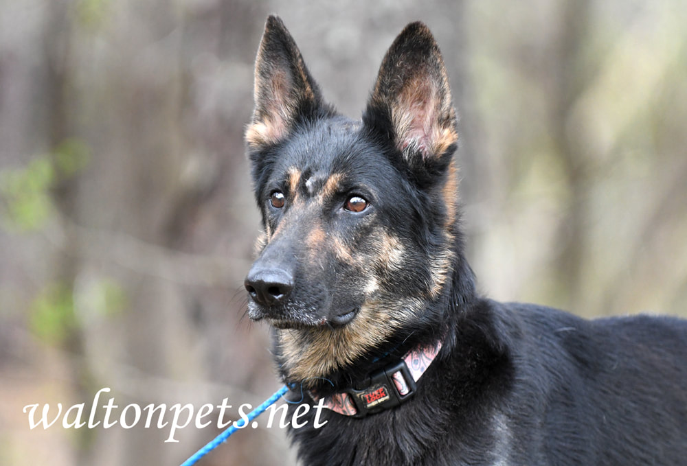 Female German Shepherd Dog outside on leash Picture