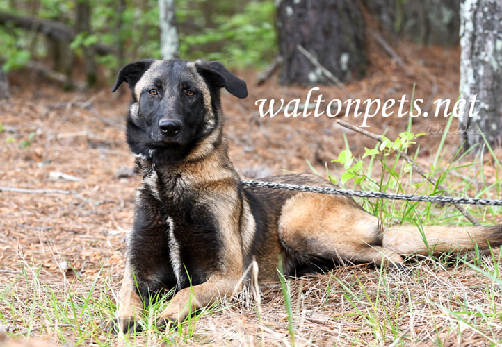 Belgian Malinois German Shepherd mix dog laying down outside on leash Picture