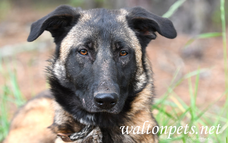 Belgian Malinois German Shepherd mix dog laying down outside on leash Picture