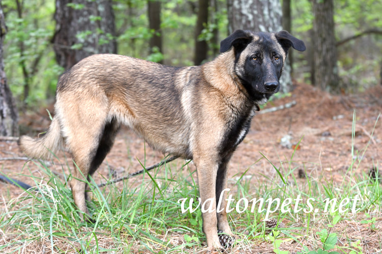 Belgian Malinois German Shepherd mix dog laying down outside on leash Picture