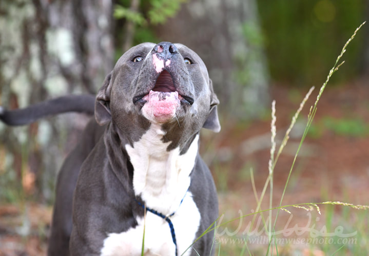 Large Barking Dog Picture