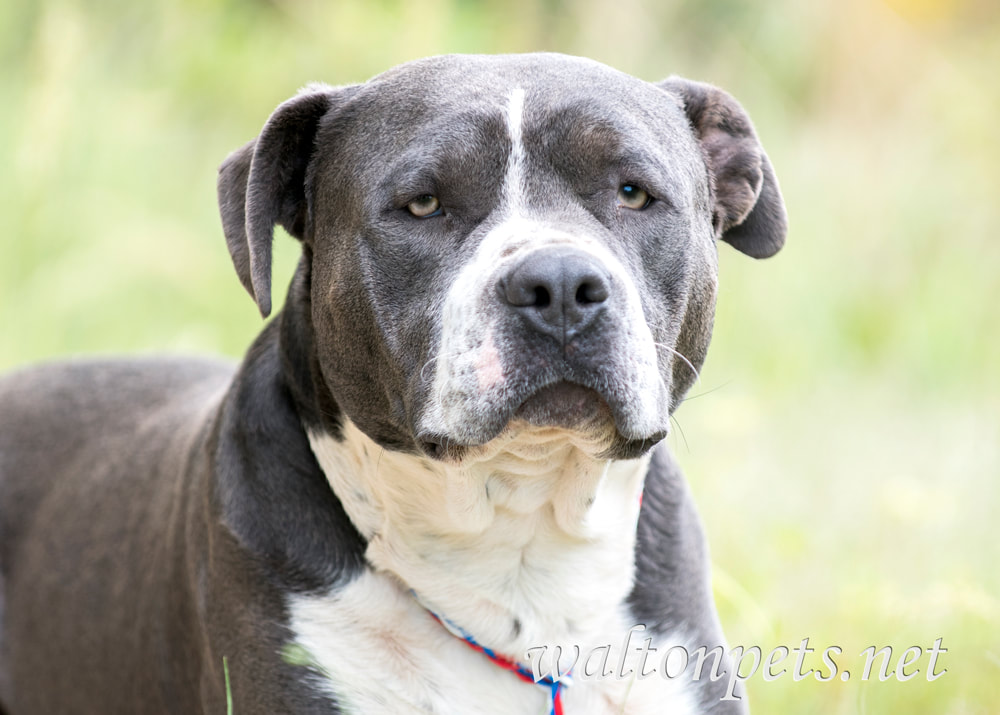 Blue and white bluenose Pit bull Terrier bulldog laying down outside Picture