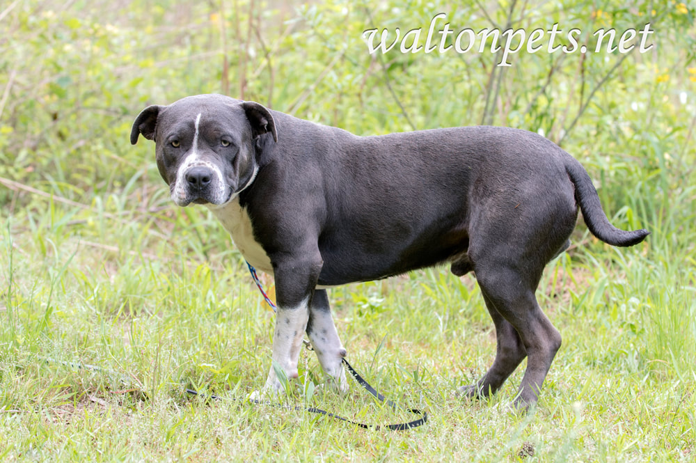Blue and white bluenose Pit bull Terrier bulldog Picture
