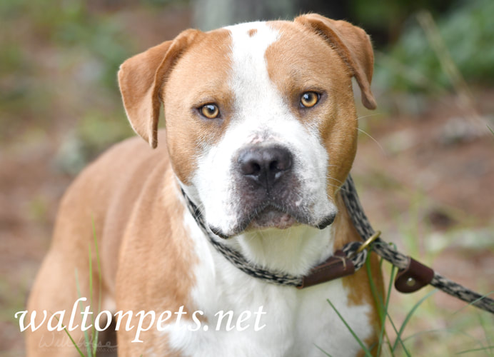 Large male Pitbull dog on leash Picture