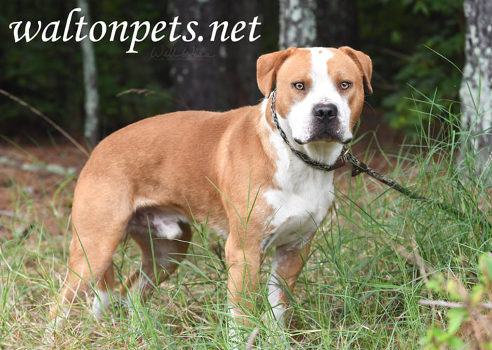 Large male Pitbull dog on leash Picture