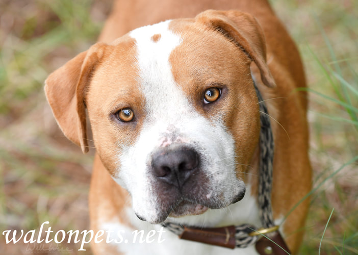 Large male Pitbull dog on leash Picture