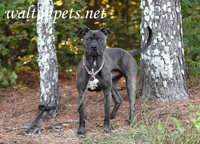 Dark brindle Blue Pitbull Terrier bulldog outdoors on leash Picture