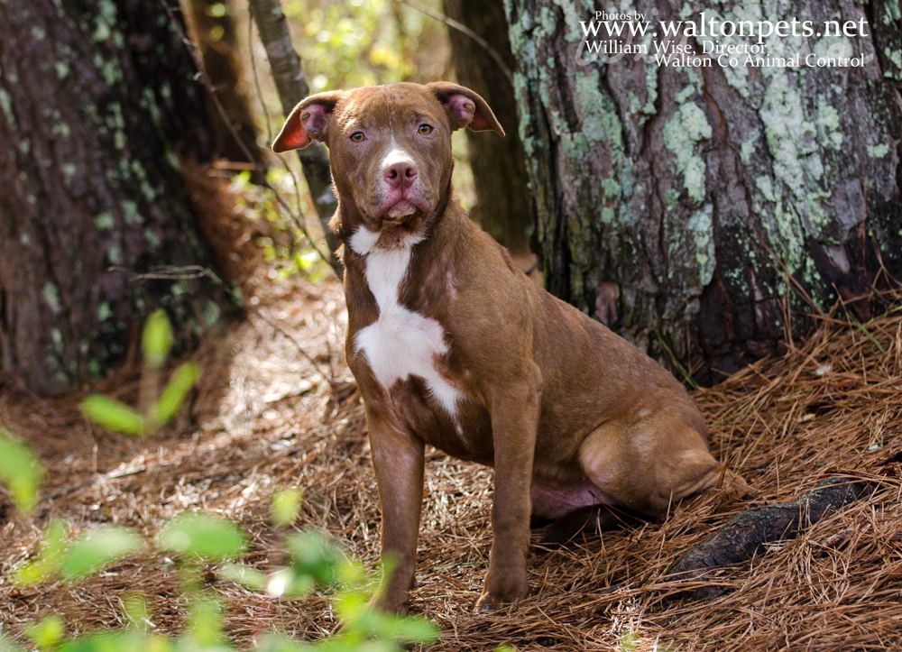 Dogs Less Than 40 Pounds - Goldenacresdogs.com Dogs Less Than 40 Pounds - Goldenacresdogs.com