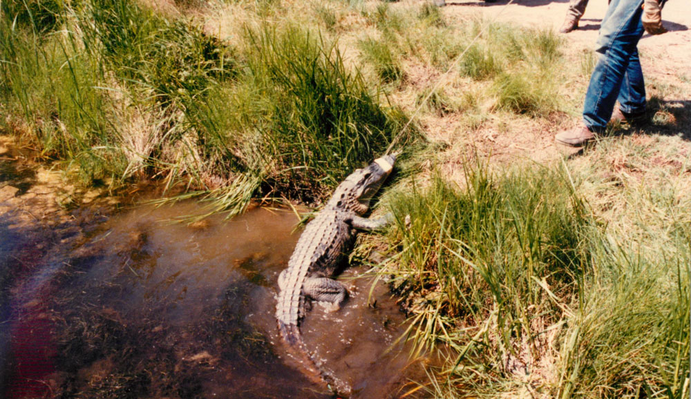 alligator tagging Picture