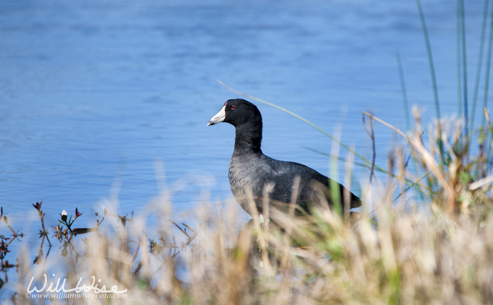 American Coot Picture