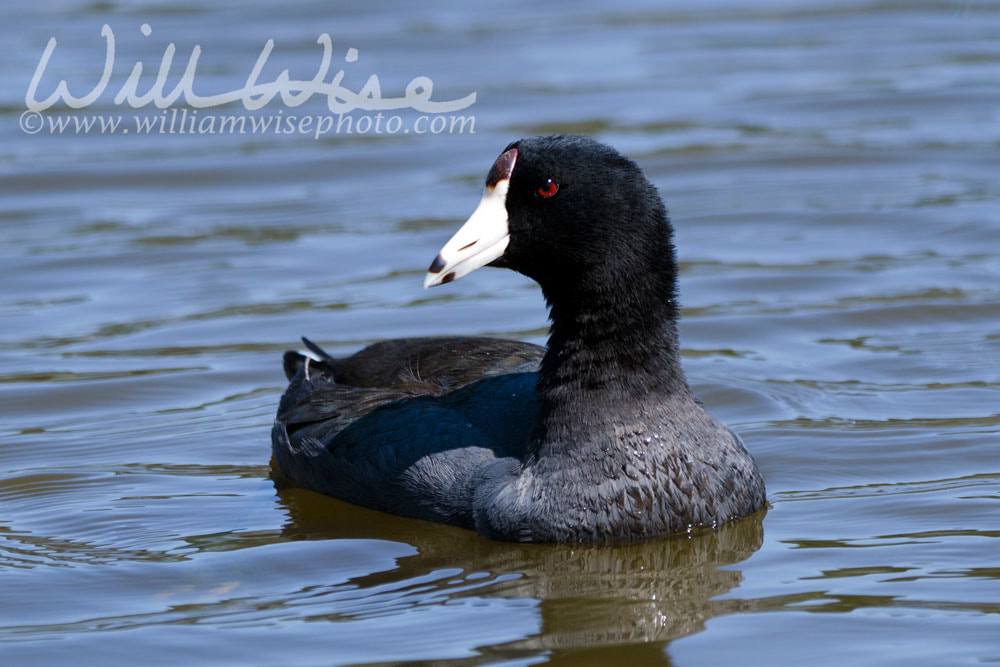 American Coot water bird, Walton County, GA Picture