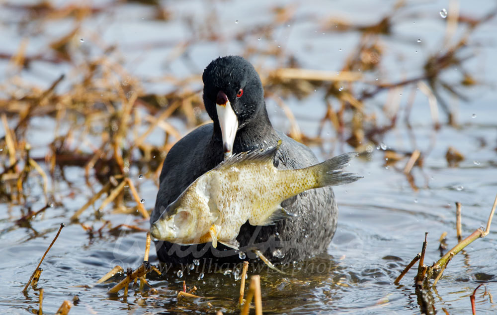 American Coot eating dead fish Picture