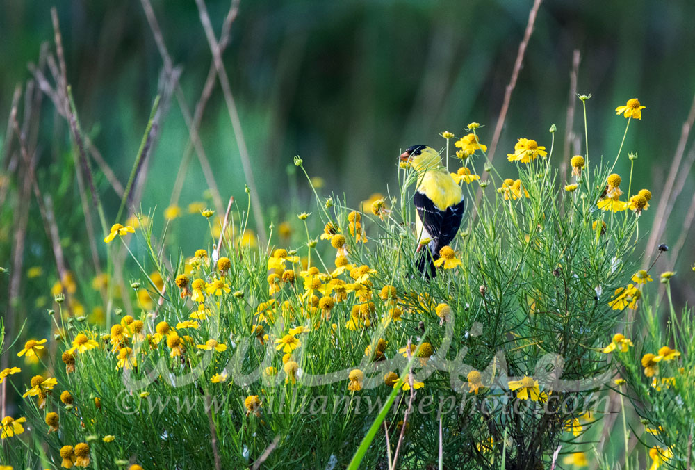 American Goldfinch Picture