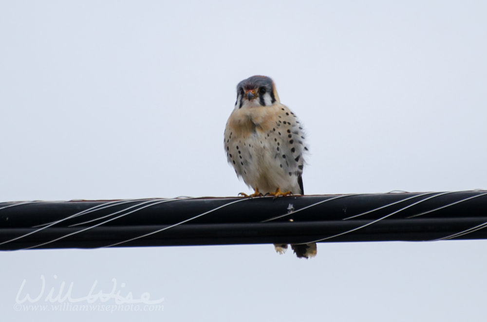 American Kestrel birding Picture