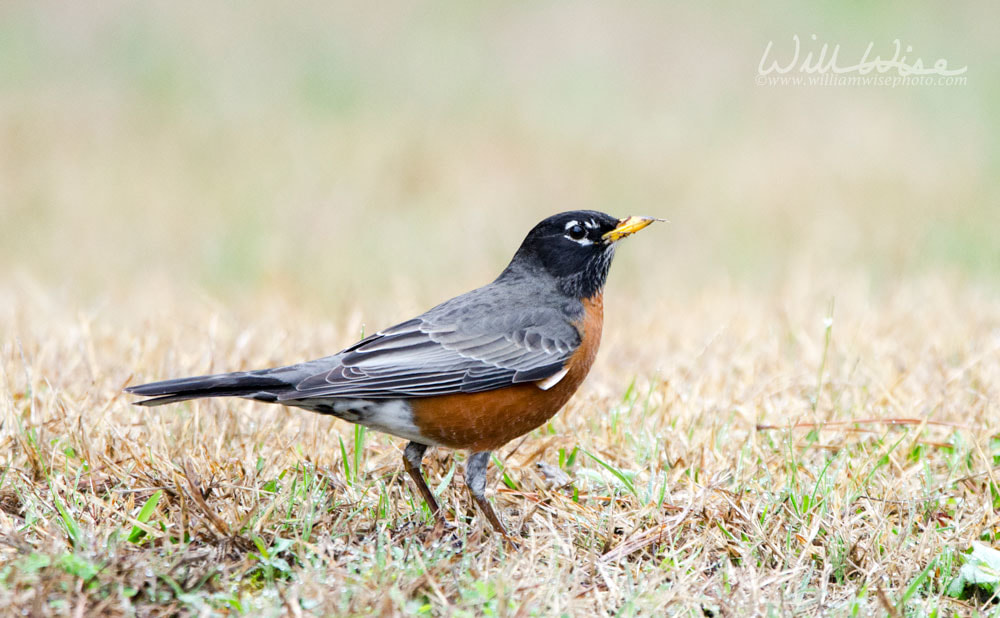 American Robin Picture