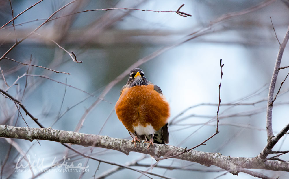 American Robin Picture