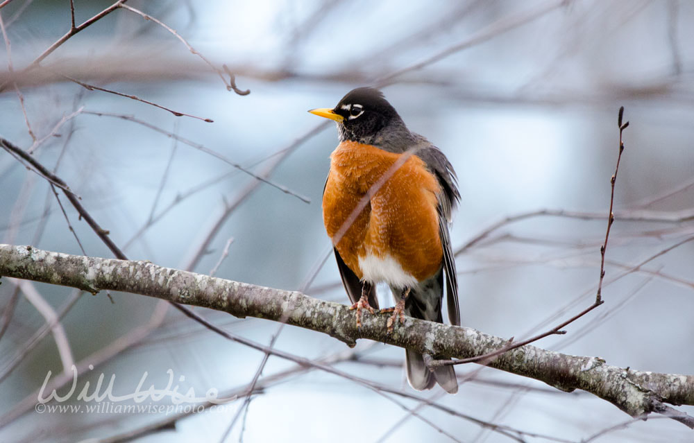 American Robin Picture