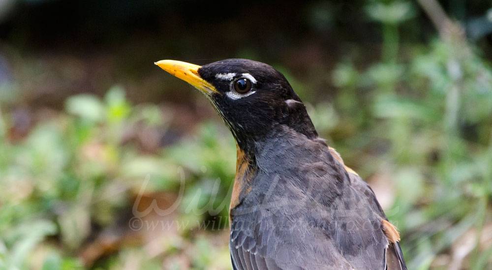 American Robin bird close up, Georgia USA Picture