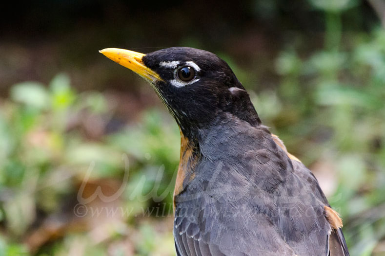 American Robin close up Picture