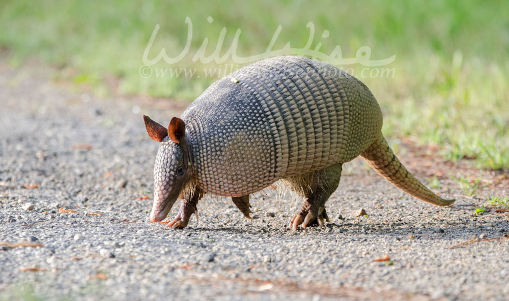 Armadillo Picture