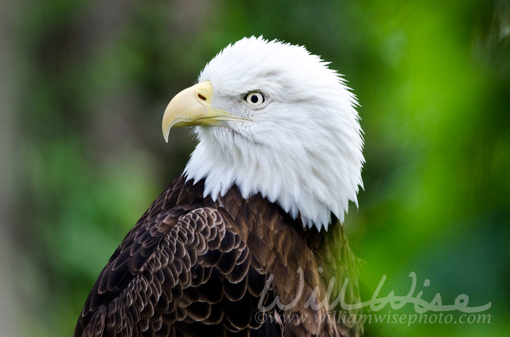 Captive Bald Eagle profile, Bear Hollow Zoo, Athens Georgia USA Picture