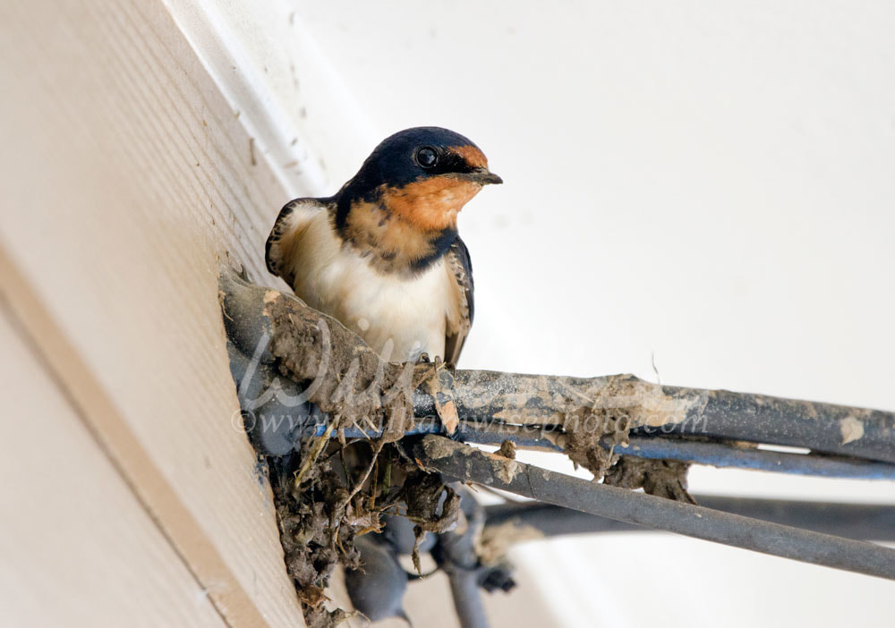 Barn Swallow Georgia Birding Picture