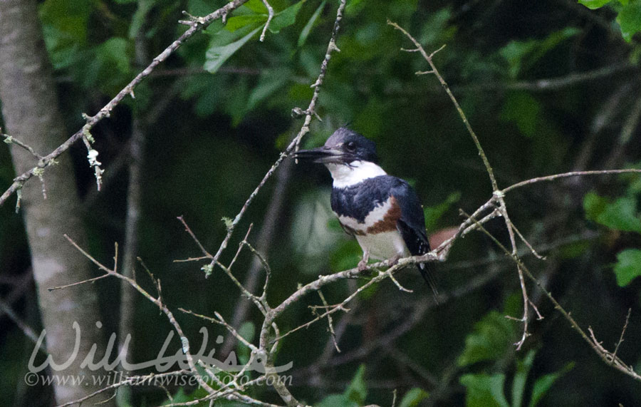 Belted Kingfisher Picture