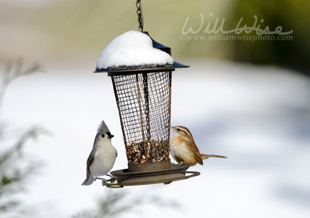 Bird Feeder Picture