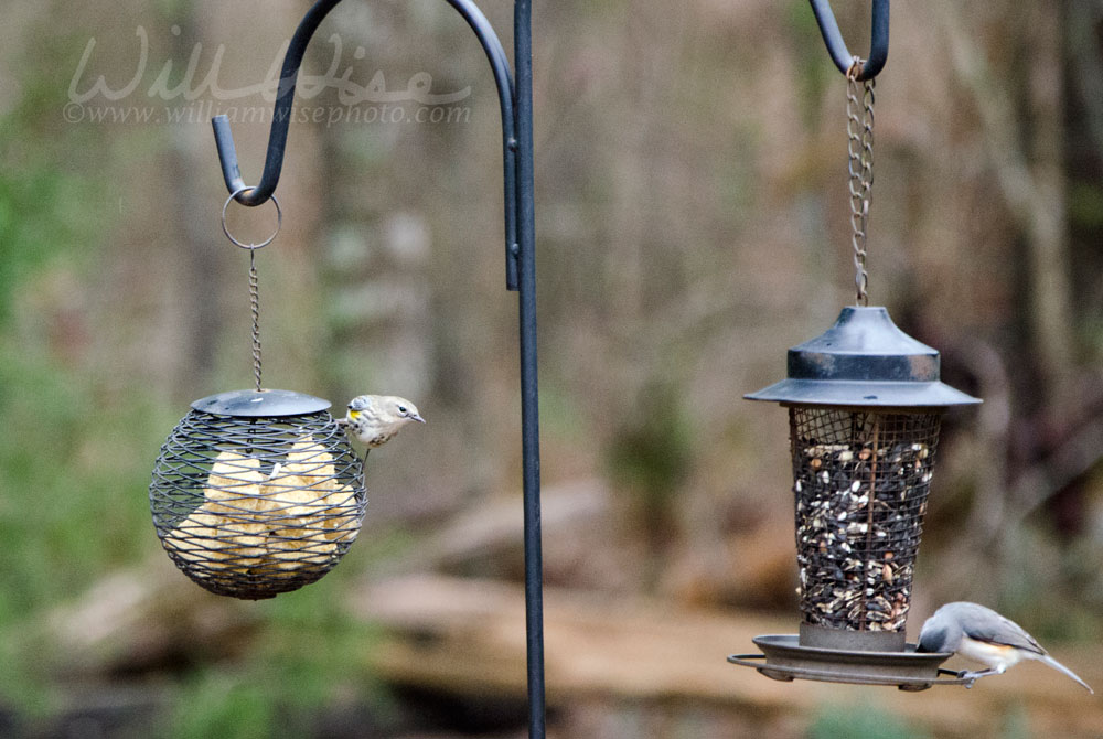 Bird Feeder Picture