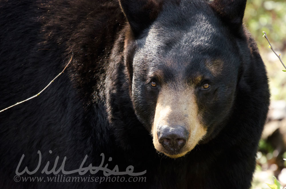 Black Bear Hollow Zoo Picture