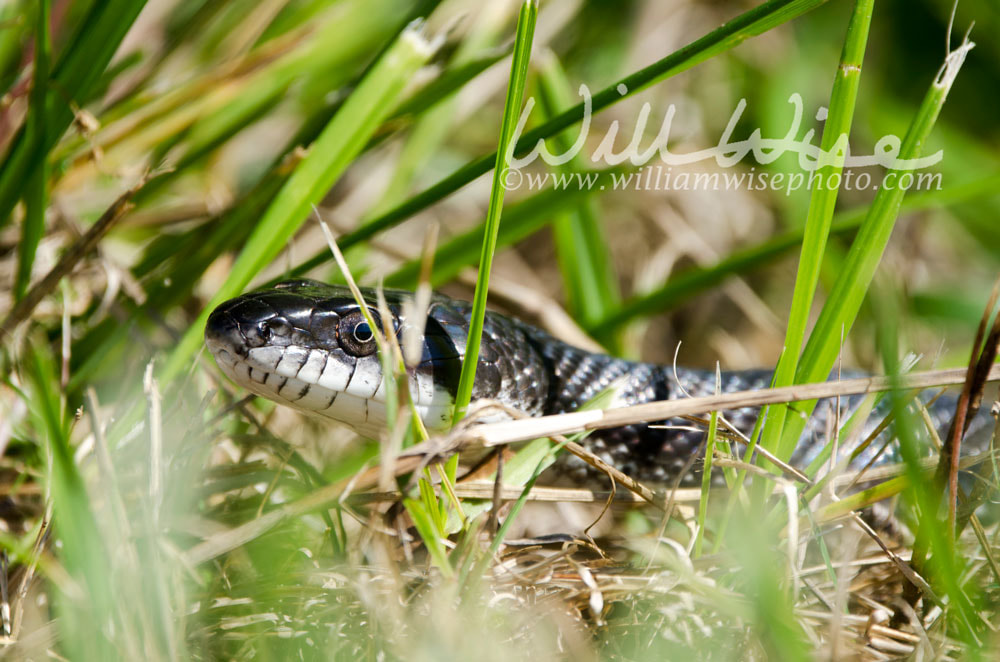 Black Rat Snake Picture