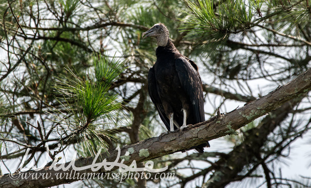 Black Vulture