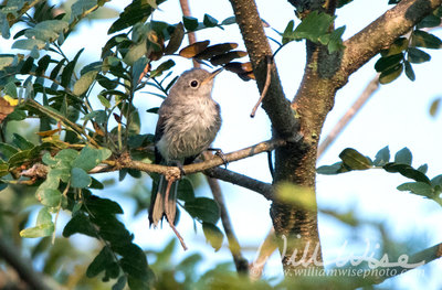 Blue-gray Gnatcatcher. 
