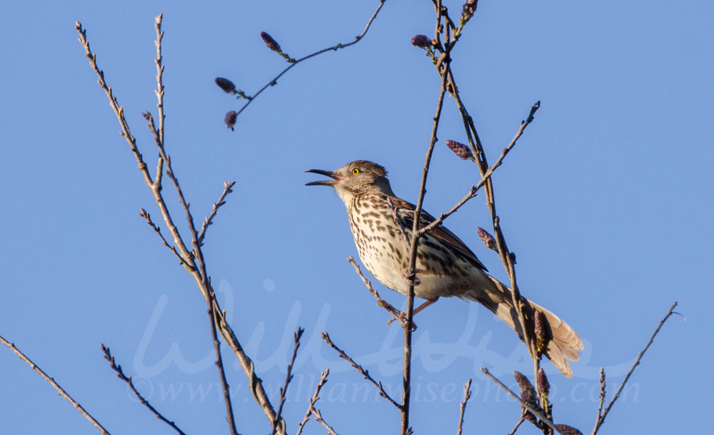 Brown Thrasher Picture