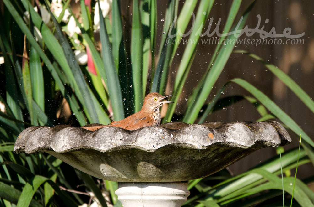 Brown Thrasher in bird bath Picture