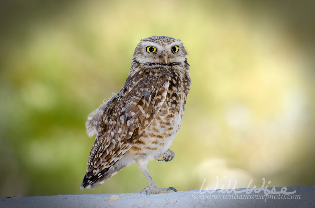 Burrowing Owl Picture