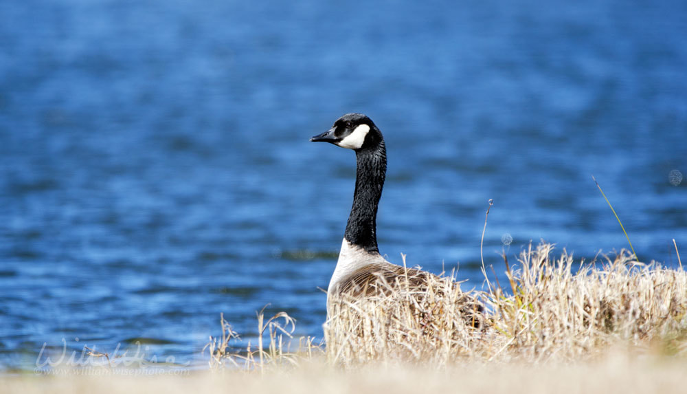 Canada Goose on blue lake in Georgia Picture