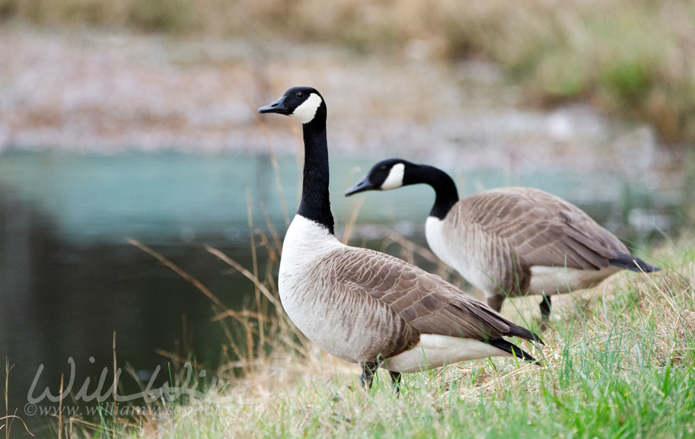 Canada Goose Picture