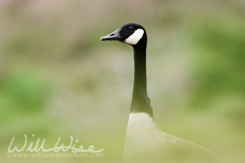 Canada Goose Picture