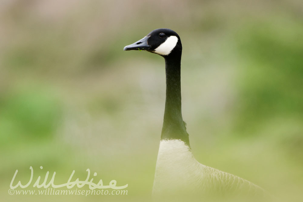 Canada Goose nest season, Walton County, GA Picture